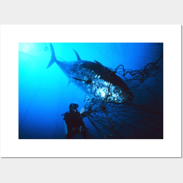 Giant Bluefin Tuna Caught in a Net Wall Art by Bravuramedia